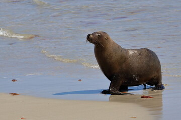 Obraz premium australian sea lion