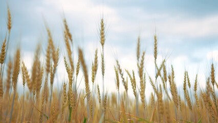Close up of a wheat in yellow. Grain summer agriculture concept. A field of ripe yellow wheat. Close up of a ripe wheat in lifestyle a field of yellow.