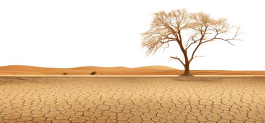 PNG Dramatic empty scene of arid land or drought soil with old tress landscape outdoors nature.
