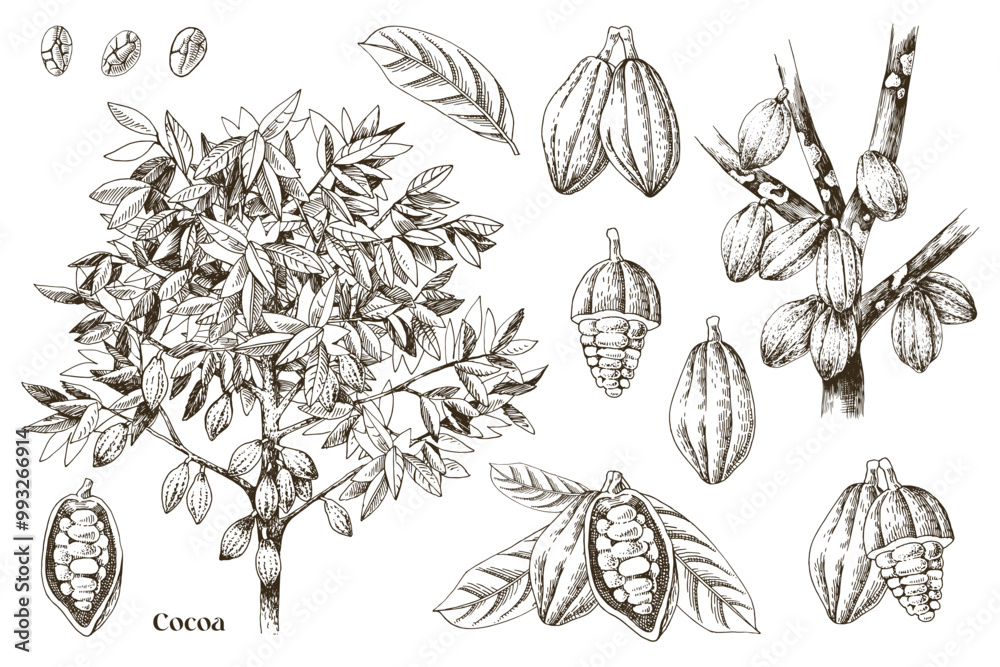 Wall mural Cocoa beans botanical illustrations set