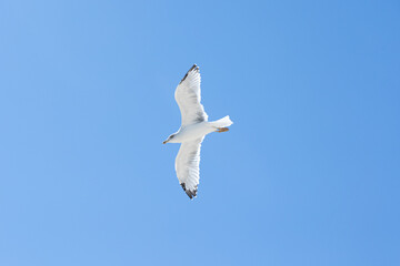  A majestic seagull captured mid-flight against a clear blue sky, showcasing the bird's grace and freedom. Perfect for nature and wildlife enthusiasts looking for serene and airy compositions.