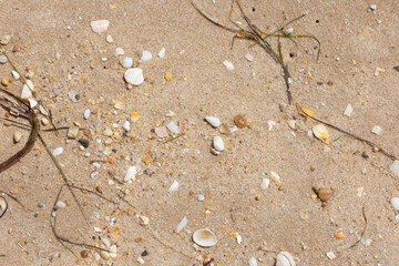 Close-up image of a sandy beach with scattered seashells, capturing the natural beauty and texture of the shoreline. Ideal for representing summer, nature, or coastal environments in photography