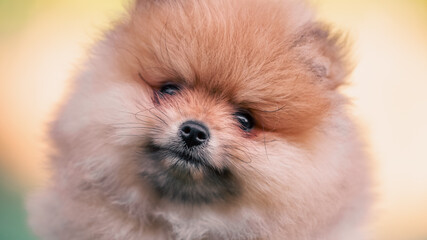 portrait of a red-haired pomeranian puppy close-up