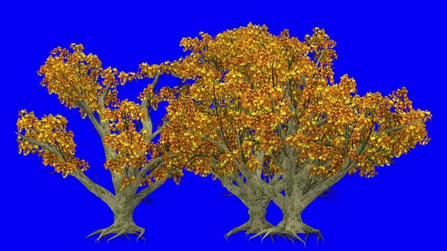 3D big leaf maple tree cluster in automn season, with wind effect on blue screen 3D animation. You can easily key out (remove) the blue screen with just one click using any video editor.