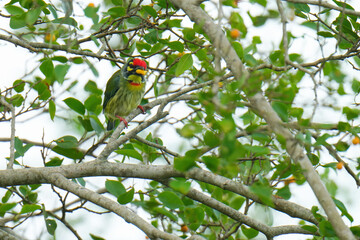 Blue-throated Barbet birdwatching inn the forest.  