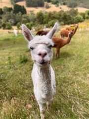 Obraz premium White alpaca with blue eyes in field with brown alpacas in background.