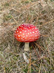 Amanita muscaria fly agaric red mushroom toadstool.