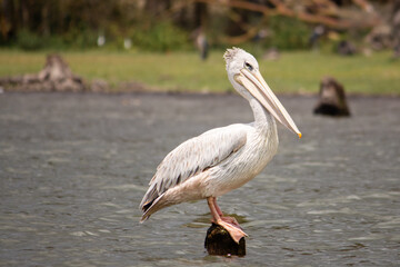 A pink-backed pelican standing on a post in Lake Naivasha, Kenya