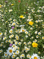 Yellow and white daisies in a meadow with one purple flower.