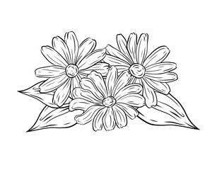 Vector bouquet with daisies and greenery, branches and leaves. Illustration, linear drawing, black and white hand-drawn graphics. Design and packaging, herbal papitok, useful plant, natural ingredient