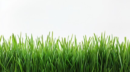 Fototapeta premium Vibrant Green Grass Isolated on a White Background