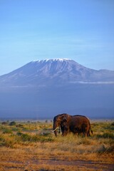Fototapeta premium horses in the mountains