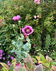 Pink and yellow flowers in a garden bed.