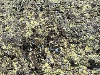 Lichen and moss on a rock.
