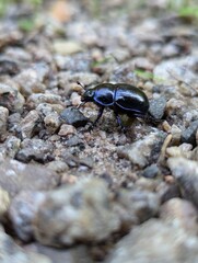 the bug on the ground