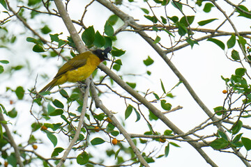 Black-crested Bulbul birdwatching inn the forest.  