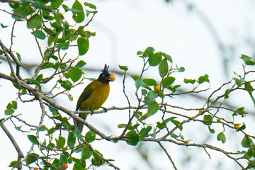 Black-crested Bulbul birdwatching inn the forest.  