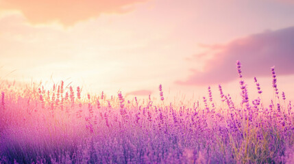 Lavender fields bathed in soft gradient sunset colors create serene and tranquil atmosphere, perfect for relaxation and reflection