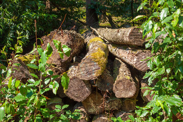 Obraz premium Abgesägte Baumstämme im Wald liegend, Deutschland