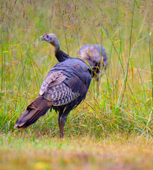 Wild turkey grazing on tall grass seeds at Oconaluftee in the Great Smoky Mountains