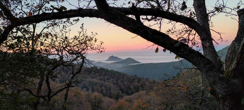 Panoramic view through tree branches on top of a mountain above the clouds at sunset. Seraidi. Annaba. Algeria