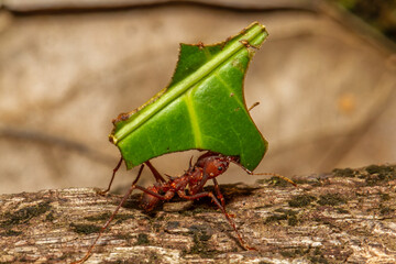 Leaf Cutter Ant carrying leaf to nest