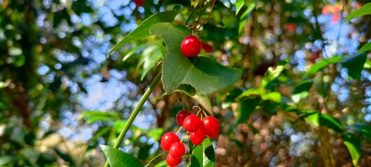 Obraz premium close up view of red currant and red berries on forest tree in Annaba. Algeria