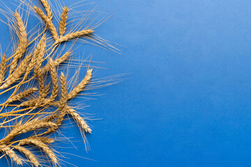 Sheaf of wheat ears close up and seeds on colored background. Natural cereal plant, harvest time...