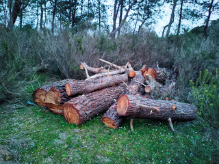 tree trunks piled up in the forest in el Tarf. Algeria