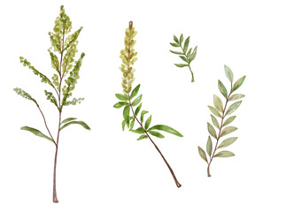 Watercolor branchesset.. Hand painted isolated design elements. Botanical illustration for summer wedding design, greeting cards