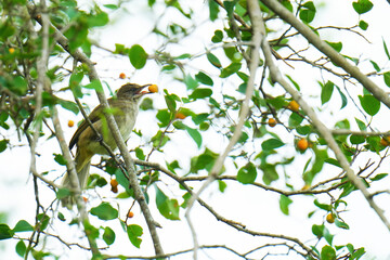 Streak-eared Bulbul birdwatching inn the forest.  