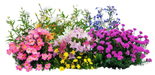 PNG Colorful blooming flowers garden