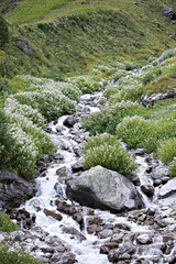 Nature's Paradise: Valley of Flowers