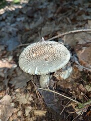 mushrooms in the forest