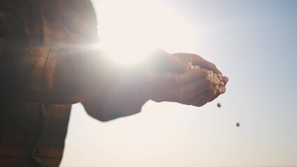 Agriculture. close up of hands preparing grains of soybeans. field agribusiness agriculture...