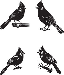 Color and silhouette tropical bird image vector illustration