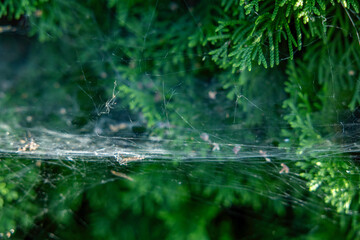 Spider and spiderweb: Spiders survival and living on their own web.