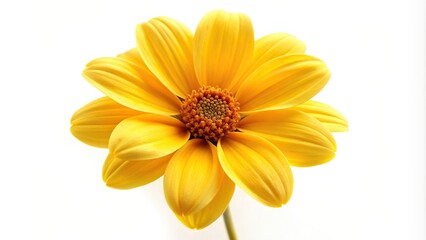 Yellow Treasure Flower blossom isolated on white background, close-up, blossom, vibrant, Treasure Flower, nature, white background, colorful,Yellow, petals, summer, spring, beautiful