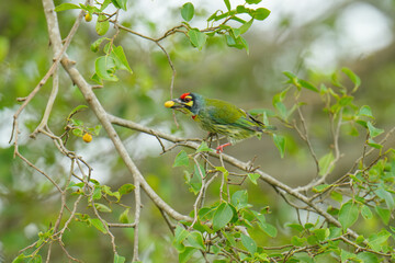 Blue-throated Barbet birdwatching inn the forest.  
