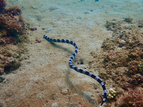 A harlequin eel swims above a sandy bottom. A harlequin eel swims underwater among corals.