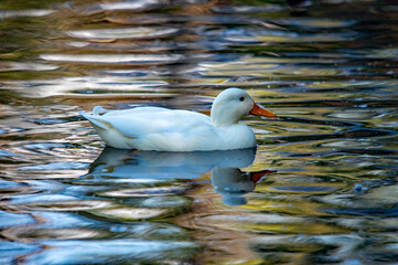 Schwimmende Ente im blauen und goldenen Licht