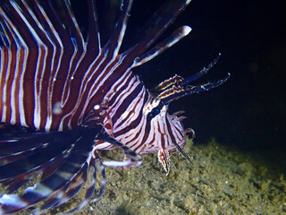 Lionfish at night underwater. Close-up of lionfish on black background.
