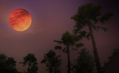 Blood moon or Harvest moon image on purple twilight sky with silhouette image of palm trees. Image use for Halloween advertising presentation background.