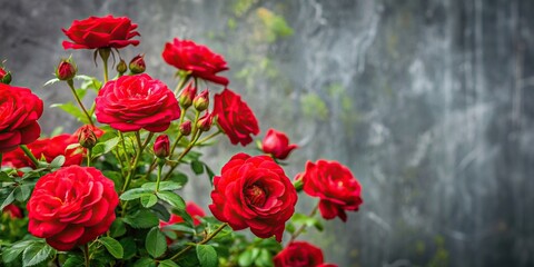 bush, vibrant blooms, textured background, Bright red rose garden bush with vibrant blooms growing in front of a textured gray green background of toned and discolored foliage