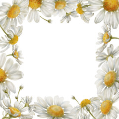 Square wreath of white flowers chamomiles, stems,buds, as a symbol of purity, innocence, love, fidelity. Watercolor clipart on transparent background for product design, postcards, calendar