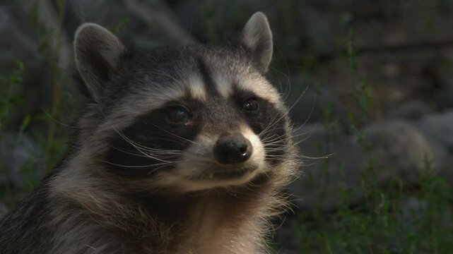 Cute closeup of Raccoon turning face to look directly at camera, sniff