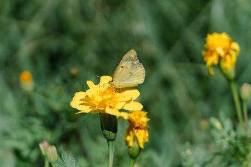 A Colias butterfly resting on a marigold in a flowerbed in the park