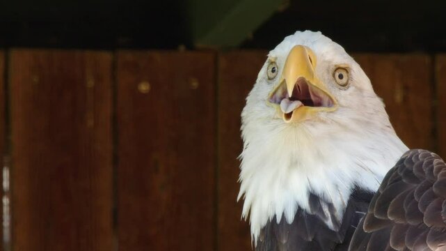 Adult Bald Eagle in farmyard sticks out tongue to cool off on hot day