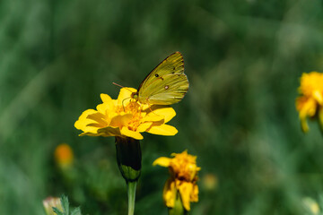 A Colias butterfly resting on a marigold in a flowerbed in the park