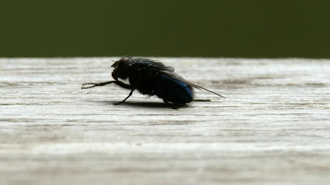 Macro close up slow motion: Bluebottle Fly cleans hairy front legs